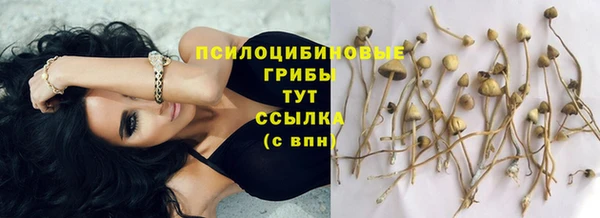 apvp Алзамай